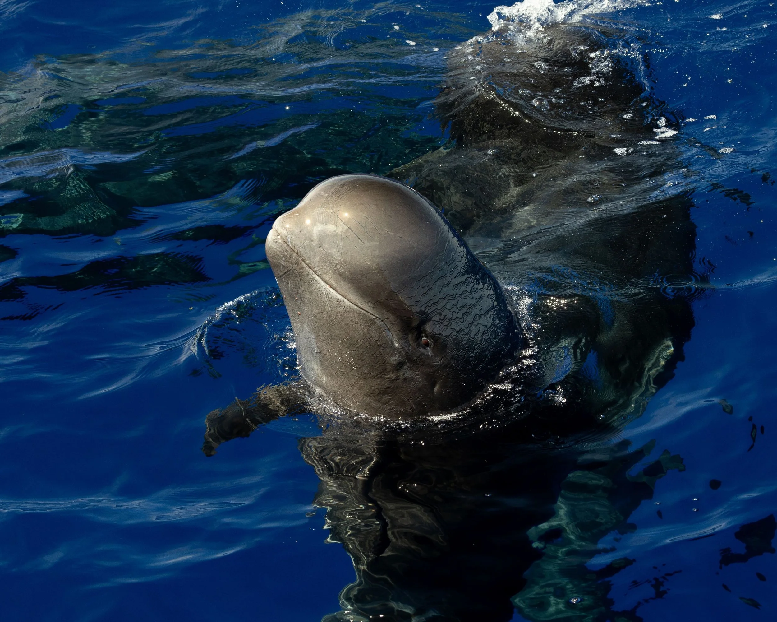 Big Island Whale Watch Tours Departing Out Of Kona | Hawaiian